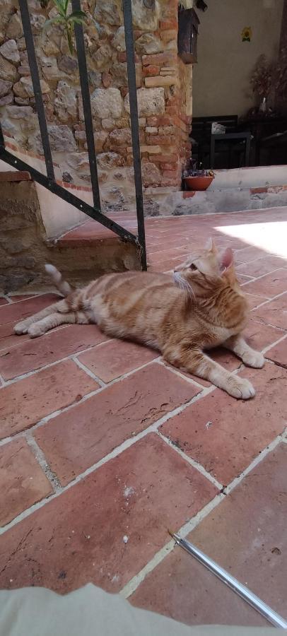 Antico Borgo Di Torri Acomodação com café da manhã Sovicille Exterior foto